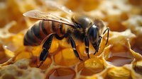 Macro photography of honey bee collecting nectar on golden honeycomb cells, perfect for nature, wildlife, and environmental publications or educational materials about beekeeping and pollination.