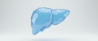 Transparent blue liver organ anatomy model isolated on white background for medical education and healthcare presentations.