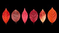 Autumn leaves in red, pink, and orange tones isolated on transparent background. Ready for clipart, t-shirt design, stickers, print-on-demand products, and sublimation projects.