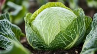 Fresh green cabbage head growing in organic garden soil, showing detailed leaf texture and natural veining pattern in bright natural lighting.