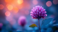 Vibrant pink clover flower with blue-tinted leaves against dreamy bokeh background of orange and pink lights, creating magical garden atmosphere.