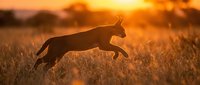 Dog jumping through golden wheat field at sunset with warm orange light creating silhouette against dramatic sky for outdoor adventure and pet lifestyle concepts.