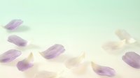 Amethyst and clear quartz crystal gemstones scattered on soft pastel background for healing meditation and spiritual wellness practices.
