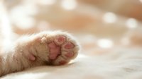Adorable cat paw with pink pads in soft natural lighting. Close-up detail of feline foot showing toe beans and fur texture for pet care content.