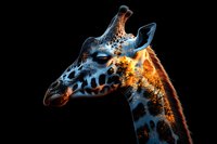 Dramatic side profile of giraffe head and neck against black background, illuminated with glowing orange and blue lighting effects creating ethereal artistic mood.