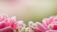 Pink flowers with water droplets on soft blurred background for spring garden design and romantic greeting cards.