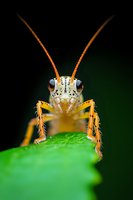 Macro close-up of grasshopper with orange antennae and legs perched on green leaf against dark background for nature and wildlife photography projects.