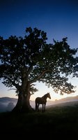 Horse standing beneath ancient tree at dawn with misty valley landscape and starry sky overhead, suitable for nature and wildlife editorial use.