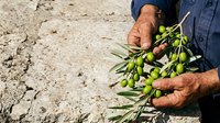 Farmer harvesting fresh olives by hand from tree branch, holding ripe green fruit during agricultural harvest season in orchard.