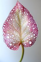 Pink heart-shaped leaf covered in morning dew drops creates natural pattern of water droplets on delicate surface, macro photography shows intricate details.
