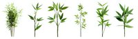 Fresh green bamboo stems with leaves isolated on white background, botanical set for natural design projects and zen compositions.