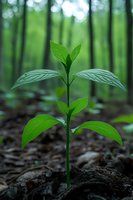 Young green plant seedling emerging from rich dark soil in lush forest environment symbolizing new life, growth, and environmental conservation concepts.