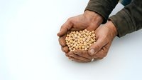 Farmer hands holding chickpeas isolated on white background for agricultural and food industry use.