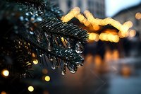 Raindrops on pine needles with bokeh lights creating magical winter atmosphere. Close up of wet evergreen branch against blurred festive background.