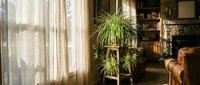 Cozy living room interior with spider plant near sunny window, warm natural lighting, leather furniture and brick wall creating comfortable home atmosphere.