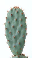 Isolated green cactus with reddish spines on white background, ready for design use on merchandise, botanical illustrations, and digital projects.