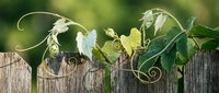 Green vine with curly tendrils growing over weathered wooden fence in natural garden setting with soft bokeh background for organic gardening concepts.