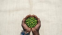 Hands holding fresh green peas in cupped palms against neutral background. Suitable for food, agriculture, nutrition and healthy eating concepts.