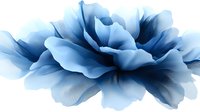 Blue flower bloom with soft translucent petals on white background, isolated floral element for wedding invitations and romantic design projects.