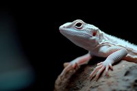 White gecko with red markings resting on rock surface against dark background. Exotic reptile pet portrait showcasing detailed scales and bright eyes.
