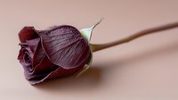 Single dried burgundy rose with long stem lying on soft pink surface creating romantic vintage mood for love and memory themes.