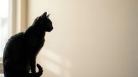 Black cat silhouette sitting by window with natural light creating peaceful indoor atmosphere for home decor and pet lifestyle concepts.