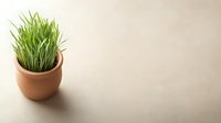 Fresh green wheat grass growing in terracotta pot on neutral beige background with copy space, minimalist composition for healthy lifestyle concept.