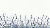 Lavender flowers border with purple blooms and green stems on white background for aromatherapy and spa design projects.