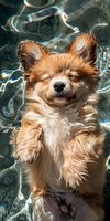 Adorable Pomeranian puppy swimming in pool with closed eyes and happy expression, floating in crystal clear water with rippling reflections and sunlight effects.