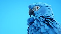 Vibrant blue macaw parrot close-up portrait showing detailed feather texture and curved beak against blue background, exotic tropical bird plumage pattern.