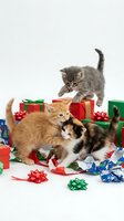 Three playful kittens exploring colorful wrapped gift boxes and festive bows on white background. Perfect for holiday greeting cards and seasonal marketing.