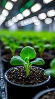 Young green seedling growing under LED grow lights in indoor garden facility, close-up view showing detailed leaf structure and rich soil in nursery pot.