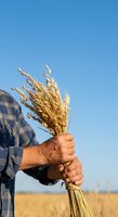 Farmer holding bundle of golden wheat stalks in harvested field under clear sky, representing agriculture, crop success, and rural farming lifestyle.
