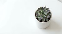 Small succulent plant in white ceramic pot on clean white background with copy space for minimalist home decor and botanical design projects.
