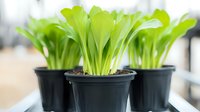 Young lettuce seedlings growing in black plastic pots, bright green leaves emerging from soil, close-up view showing fresh sprouts in controlled environment.