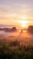 Misty meadow at sunrise with golden sunlight breaking through fog over wildflower field and distant trees, ideal for nature and landscape design projects.