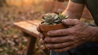 Elderly hands gently holding small terracotta pot with succulent plants in warm golden sunlight, gardening hobby and plant care concept.