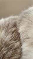 Soft beige and gray cat fur close-up macro shot showing fine hair texture detail on blurred neutral background, pet care and animal concept.