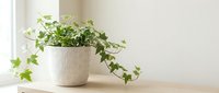 Potted ivy plant with trailing green leaves in textured white ceramic pot on wooden shelf near window for home decor and interior design.