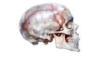 Anatomically accurate side view of human skull with detailed bone structure and natural coloring showing cranial features, jaw alignment and dental anatomy.