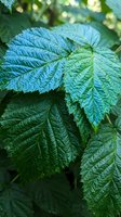 Close-up of vibrant green raspberry leaves with detailed veins and serrated edges, showcasing lush summer foliage in natural garden setting.