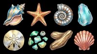 Colorful sea shells and starfish clipart set isolated on transparent background, ready for t-shirt design, stickers, print on demand, and sublimation projects.