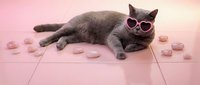 Gray cat wearing heart-shaped sunglasses lying on pink surface with scattered rose petals in soft romantic lighting for Valentine's Day themes.