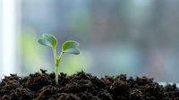 Young green seedling sprouting from dark fertile soil, symbolizing growth, new life, and environmental sustainability in nature.