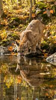 Mountain lion drinking from forest stream with autumn foliage reflection in water surrounded by moss covered rocks and fallen leaves in natural habitat.