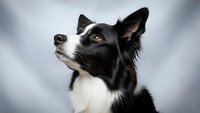 Border collie dog portrait looking up with alert expression against soft cloudy sky background for pet photography and animal themed designs.