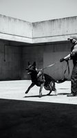 Police officer training with German Shepherd dog in urban concrete environment. Professional K9 unit practicing attack commands in black and white photography.