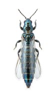 Metallic blue and black insect with transparent wings isolated on white background, suitable for entomology education, nature design projects, and scientific illustrations.