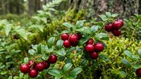 Fresh red cranberries growing on green bush branches in natural forest environment with moss and ferns creating organic wild berry harvest scene.