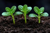 Young green seedlings growing in rich soil against dark background, showing first heart-shaped cotyledon leaves emerging from earth. Nature growth concept.